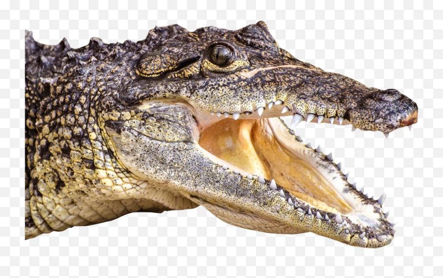 Gator Clipart Face - Alligator Head Png,Gator Png