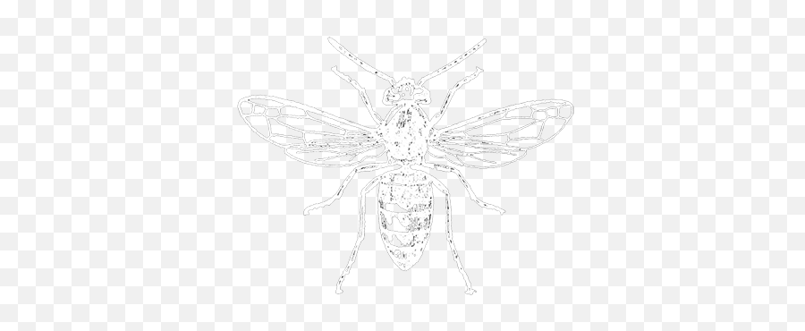 What Is A Vespiary The - Insects Png,Wasp Png