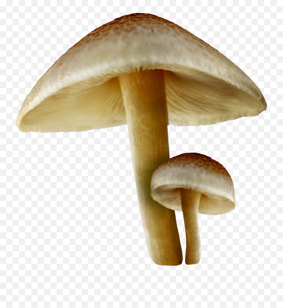 Transparent Fall Mushrooms Png Picture - Mushrooms Png,Mushroom Png
