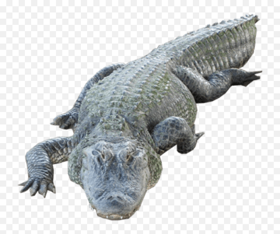 Free Transparent Png Images On Crocodile