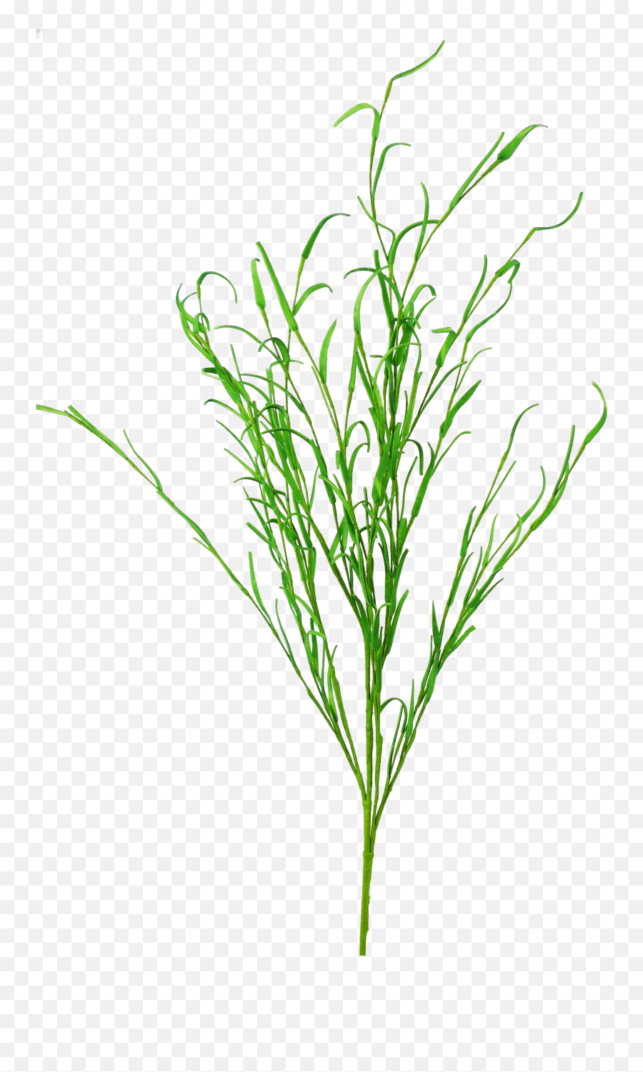 Long Leaf Grass Spray - Grass Png,Long Grass Png
