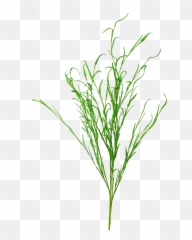 Long Leaf Grass Spray - png