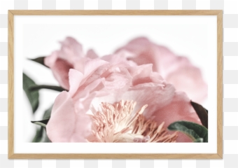 Peonies Ii Png