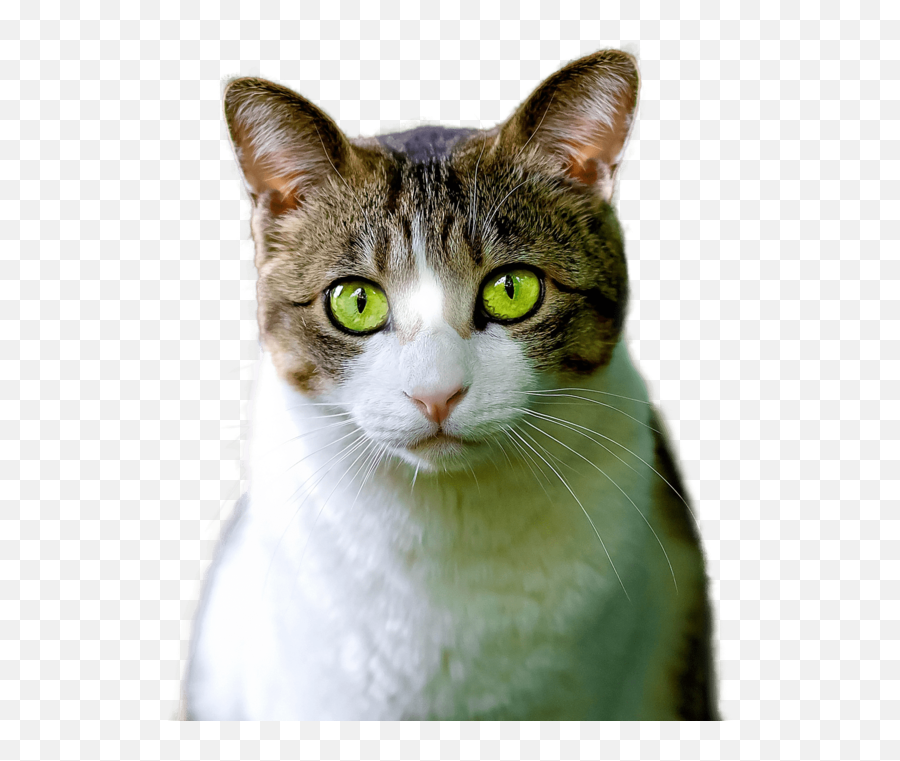 Download Free Png Cat - Animal Render,Green Eye Png