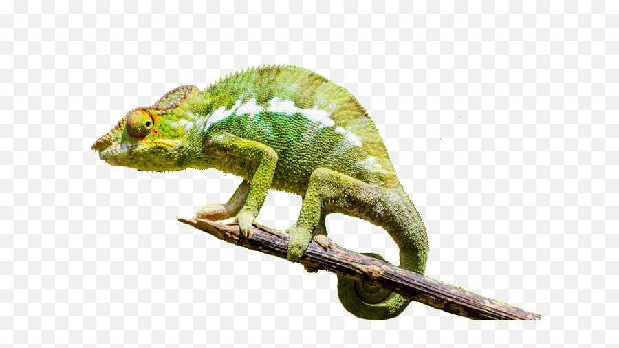 Chameleon - Rogue Chameleons Png,Chameleon Png