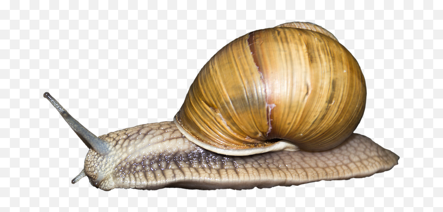Snail Png - Gastropods,Snail Png