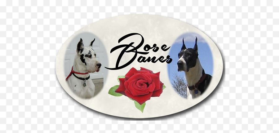 Rose Danes - Great Dane Png,Great Dane Png