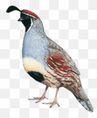 Quails Transparent Png Images - Quail Png,Quail Png