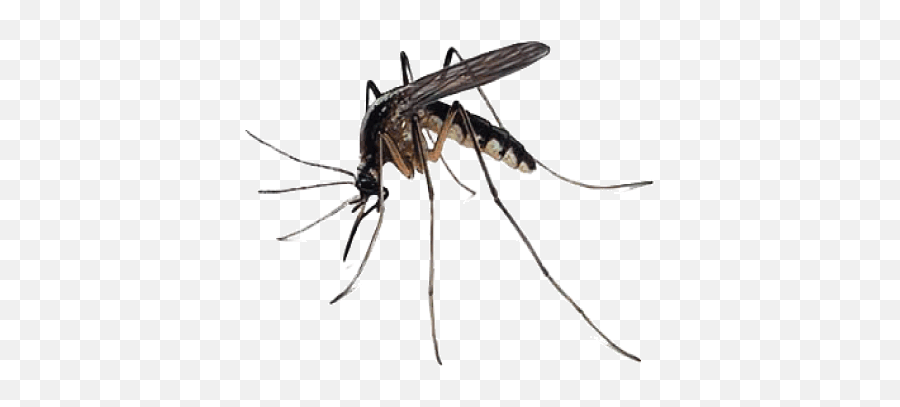 Mosquito Png Transparent Free Images - Mosquito Png,Insect Png