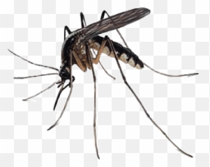 Mosquito Png Transparent Free Images