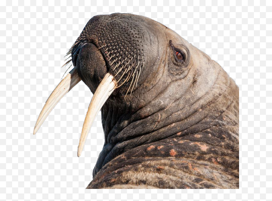 Walrus Background Png Image Play - Polar Bear Vs Walrus,Walrus Png