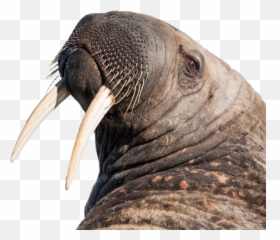 Walrus Background Png Image Play - Polar Bear Vs Walrus,Walrus Png