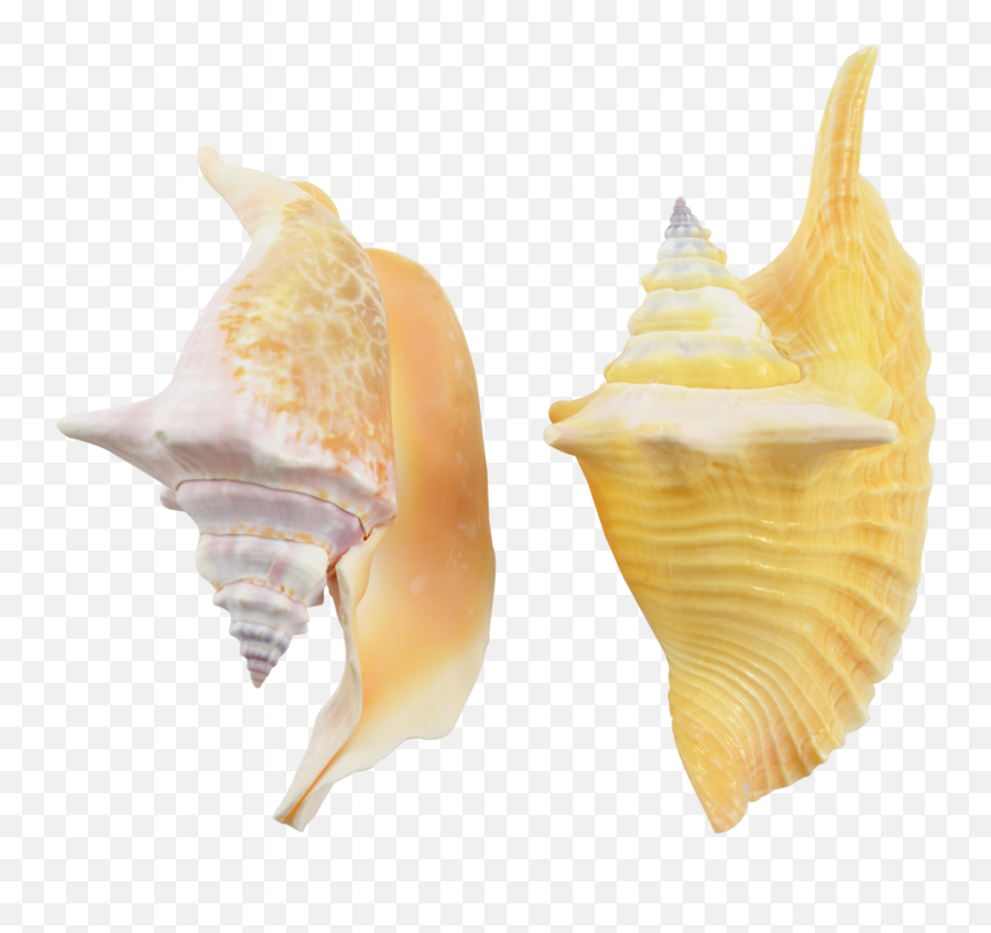 Download Hd Rooster Conch Decorative Shell Seashells 4 - 6 Conch Png,Seashells Png
