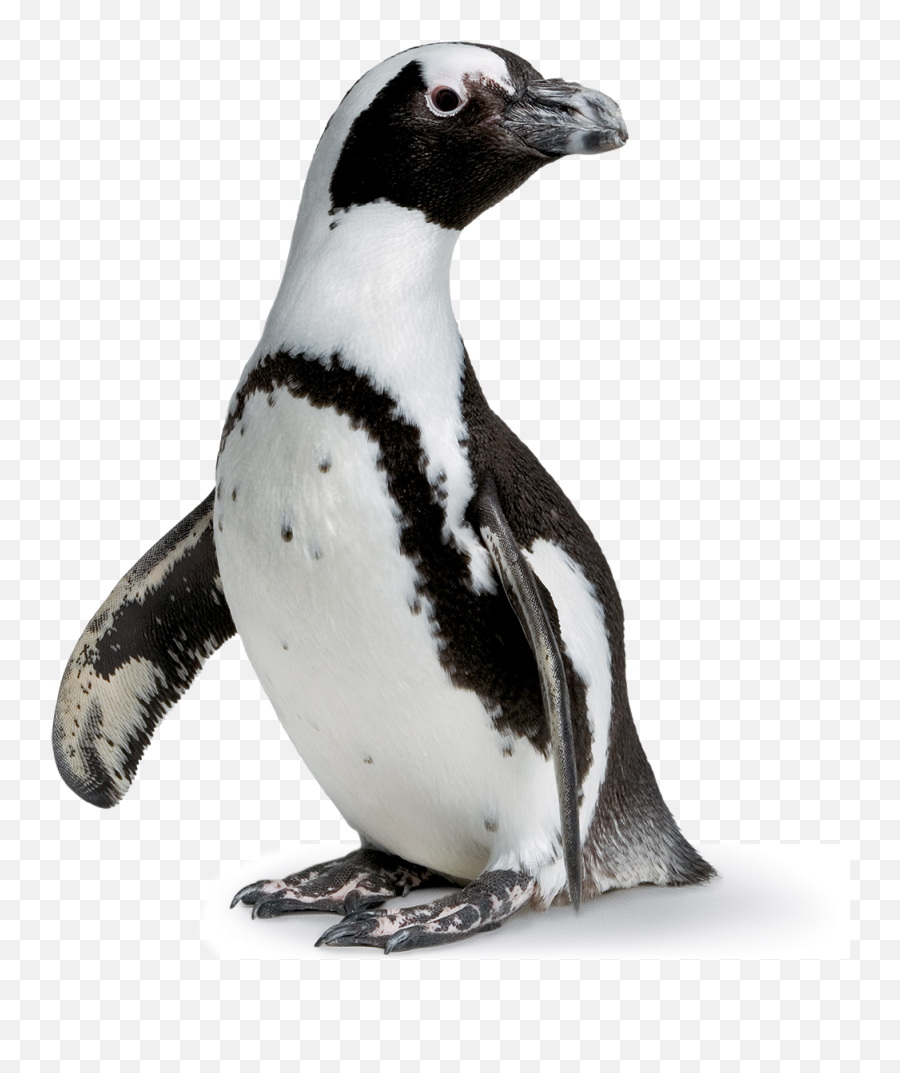 Download - Academy Of Sciences Rainforest Png,Penguin Transparent