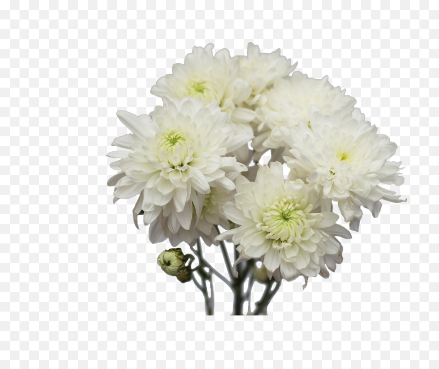 Flowers Green Goddess Pvt Ltd - Png Red Chrysanthemum Flower Transparent,White Flower Transparent