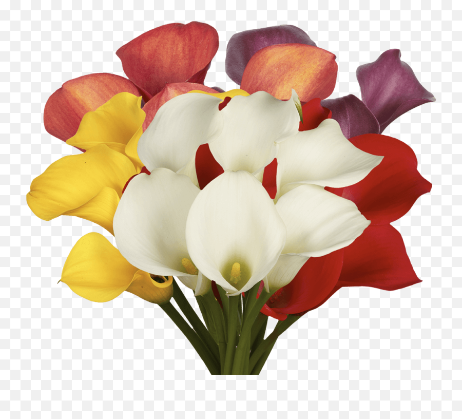 Fresh Assorted Color Calla Lilies - Color Calla Lilies Png,Lillies Png