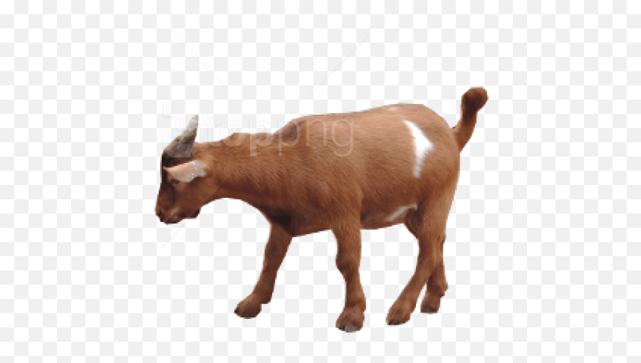 Download Brown Goat Png Transparent - Uokplrs Goat Images Hd Png,Goat Head Png