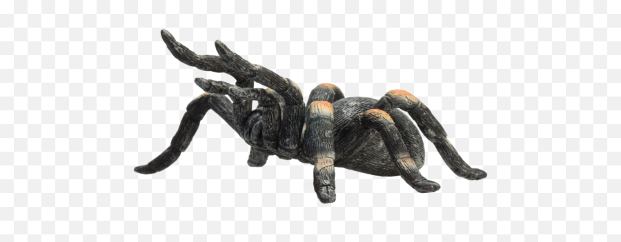 Red Kneed Tarantula - Mojo Rove Beetle Png,Tarantula Png