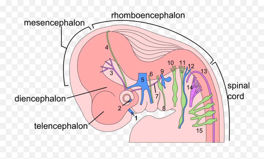 File6 Week Human Embryo Nervous Systemsvg - Wikipedia Embryo Nervous System Development Png,Embryo Png