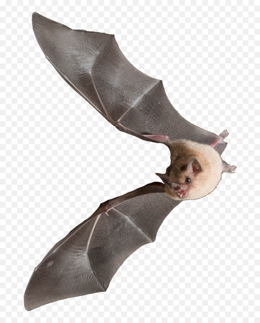Bats U2014 Dr Karen Sears - Bat Png,Bats Transparent
