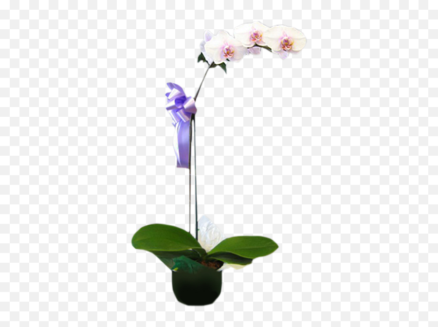 Phalaenopsis Orchid Plant - Flowerpot Png,Orchid Png