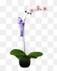 Phalaenopsis Orchid Plant - Flowerpot Png,Orchid Png