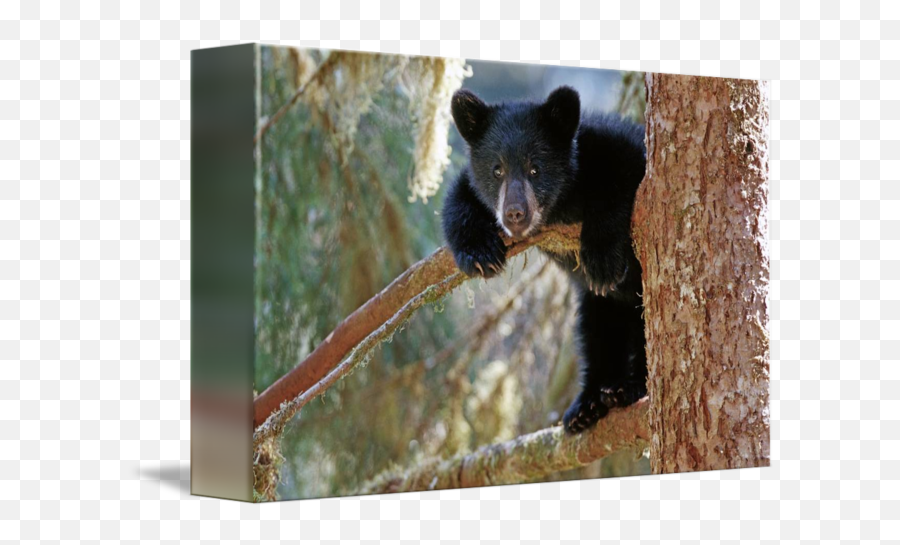 Black Bear Cub In Tree By Design Pics - American Black Bear Png,Black Bear Png