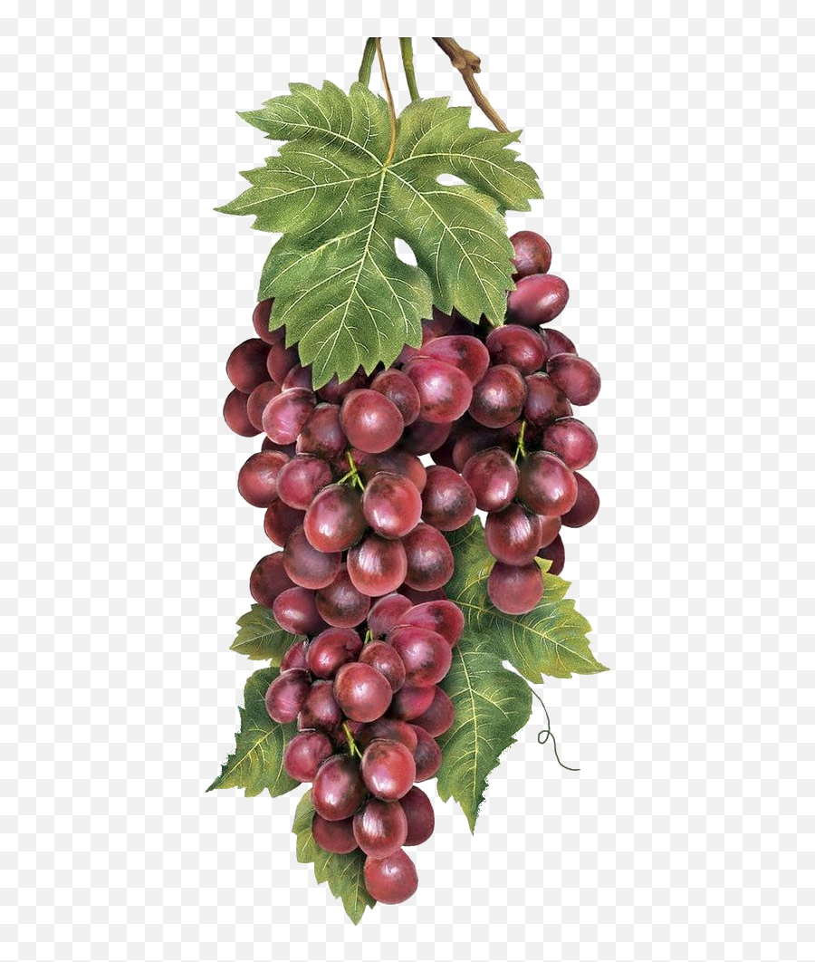 Fruit Painting Png Grapes Transparent