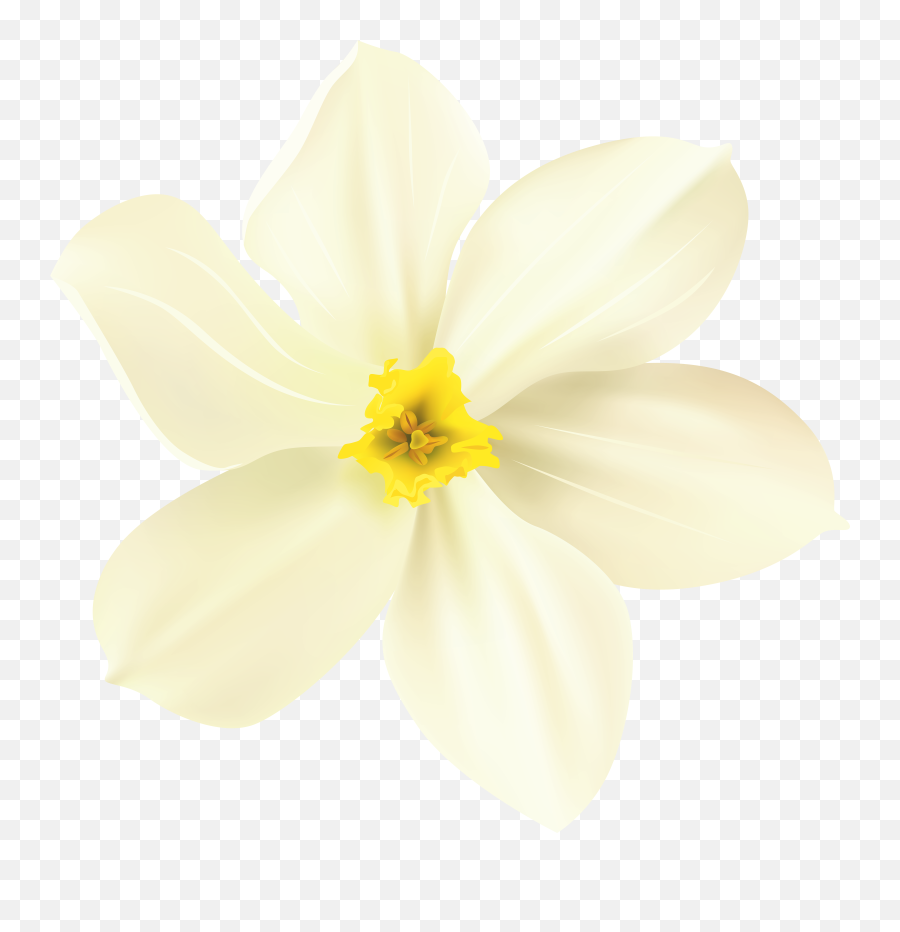 Download Spring Flower Png Image