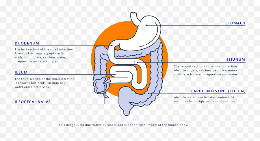 What Is Short Bowel Syndrome Sbs - Vertical Png,Intestine Icon