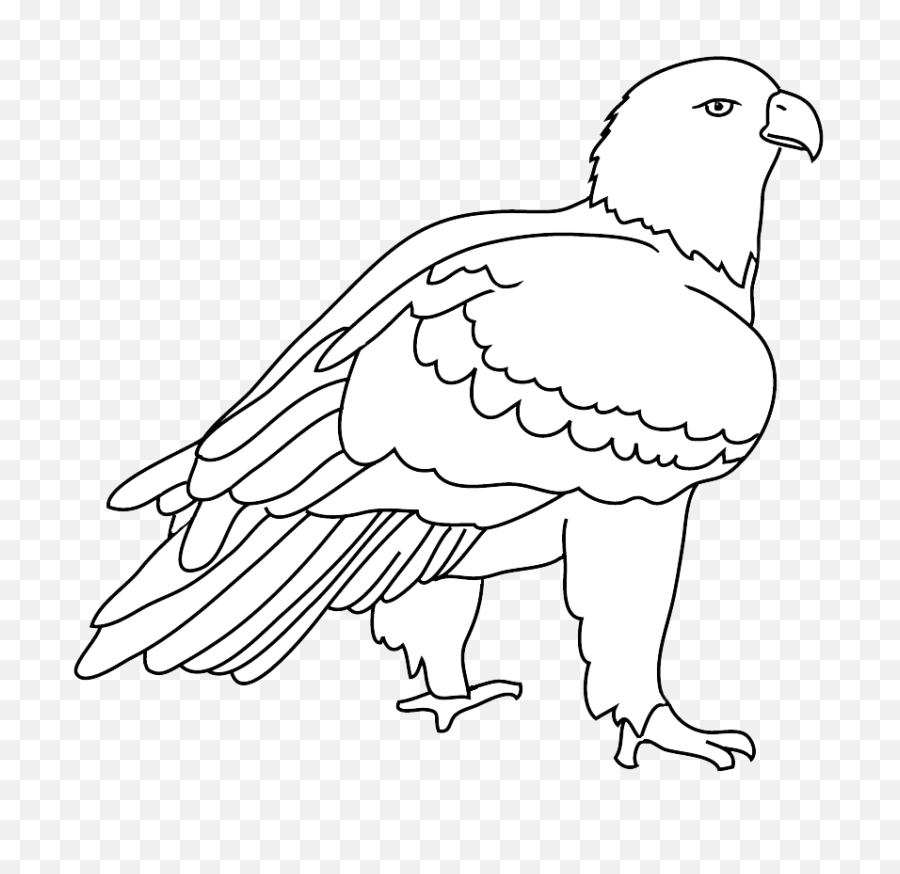 Download Eagles Birds Png - Drawing Png Bald Eagle Black And White Clipart,Black Bird Png