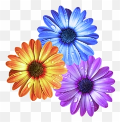 Colorful Daisies With Water Drops Transparent PNG