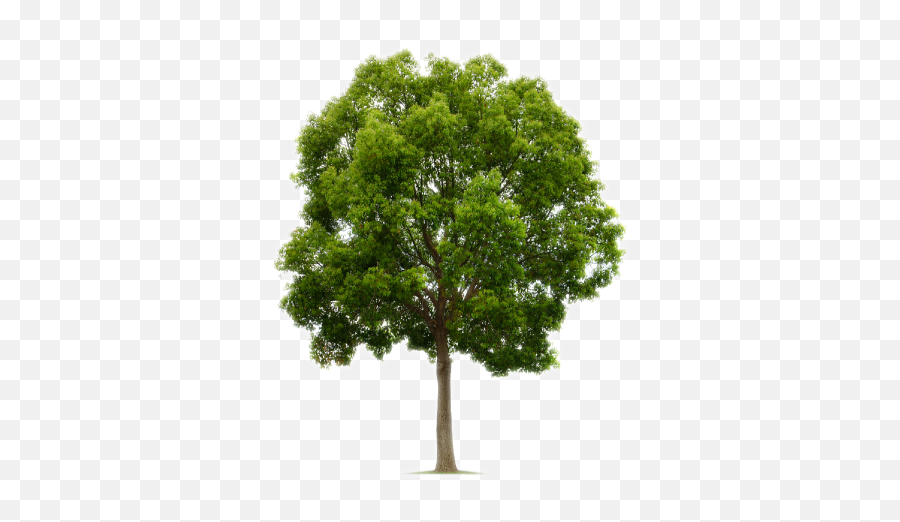 Oak Trees Png Download Free Clip Art - Tree Png Free,Tree Canopy Png