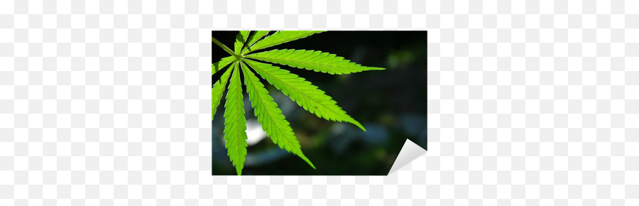 Marijuana Leaf Sticker Pixers - Marijuana Leaf Png,Cannabis Leaf Png
