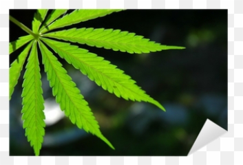 Free transparent cannabis leaf png images, page 1 