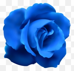 Rose Clipart Blue Pictures - Blue Png Transparent