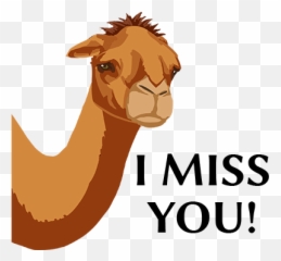 Silk Road Camel Stickers Messages Sticker - 10 Arabian Camel Bumper Sticker Ideas For The Silk Road Png,Camel Png