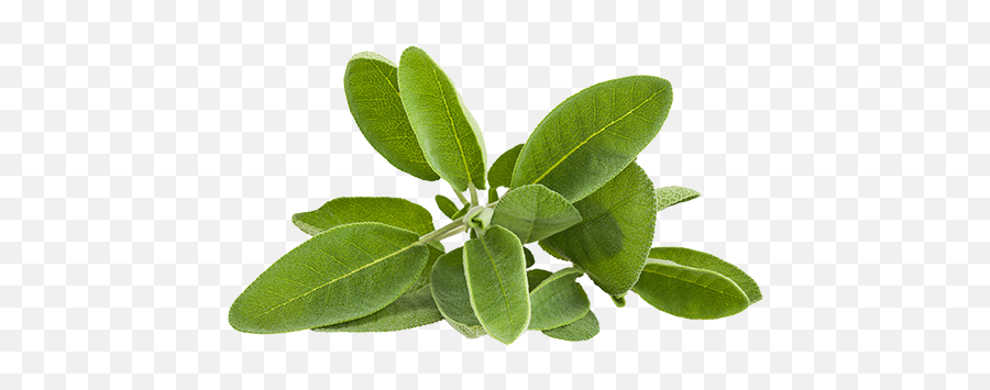 Herbs - Ellia Natural Cosmetics Cyprus Europe Natural Jojoba Meaning In Urdu Png,Sage Png