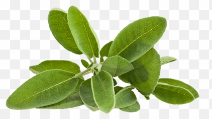 Herbs - Ellia Natural Cosmetics Cyprus Europe Natural Jojoba Meaning In Urdu Png,Sage Png