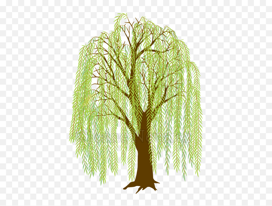 Transparent Background Willow Tree Clipart - Weeping Willow Willow Tree Cartoon Png,Weeping Willow Png