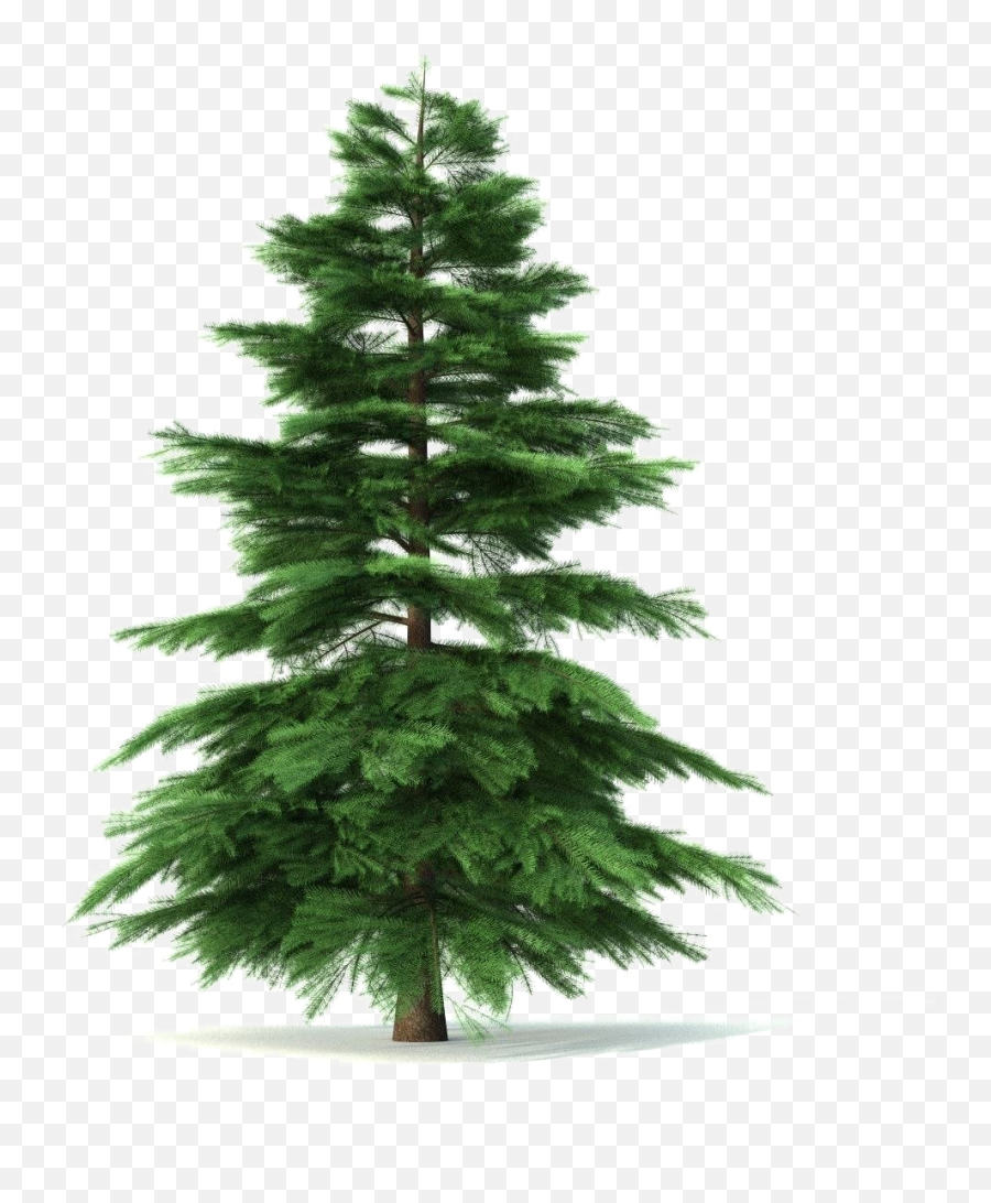 Fir - Tree Png Pic Png Arts Animated Picture Of A Fir Tree,Evergreen Tree Png