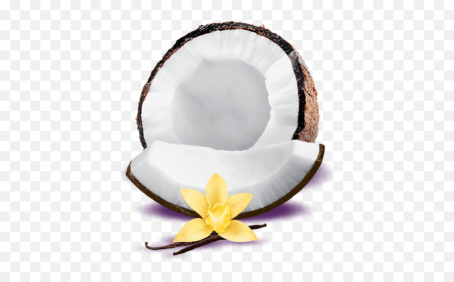 Toasted Coconut Vanilla Yogurt Png - Toasted Coconut Vanilla Greek Yogurt,Vanilla Png