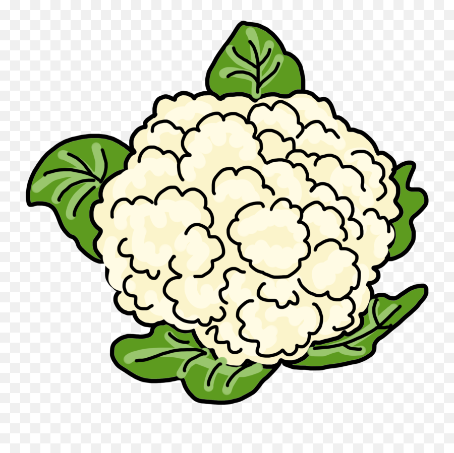 Vector Single Sketch Cauliflower Stock Clipart | Royalty-Free | FreeImages