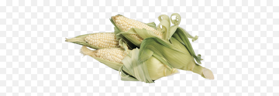 King Soopers - Corn On The Cob White 1 Ct White Corn Transparent Png,Corn Cob Png