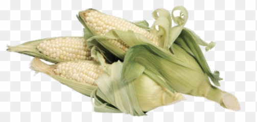 King Soopers - Corn On The Cob White 1 Ct White Corn Transparent Png,Corn Cob Png