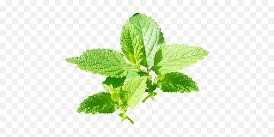 Peppermint Png Image Background - Nepeta,Peppermint Png