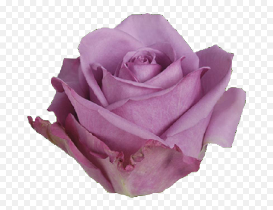 Cool Water - Cool Water Png,Purple Rose Png