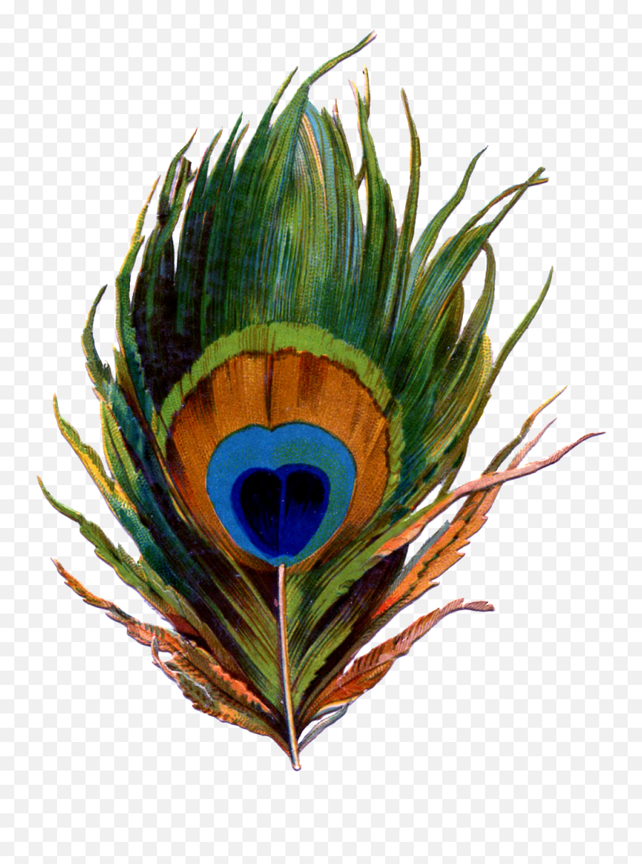 Peacock Feather Png Clipart - Cartoon Peacock Feather Drawing,Peacock Feathers Png