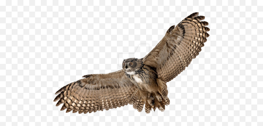 Barn Owl Png Picture Background - Flying Owl Transparent Background,Barn Owl Png