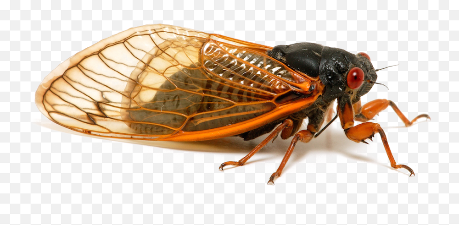 Insect Png Transparent Image - Cicadas Png,Insect Png